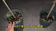 养花用大花盆和小花盆哪个更好？种植测试大花盆种植优势明显！