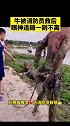 牛被消防员救后，眼神追随一刻不离。万物皆有灵️致敬英雄 消防员 蓝朋友