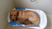 狗狗躺在浴缸，等待主人淋湿它的毛发，竟然自己洗起澡来了！