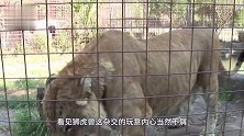 东北虎遭遇狮虎兽，一眼不合上去就干这到底是个什么玩意儿