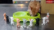 主人在猫碗旁放了一排猫咪玩偶，橘猫：吃个饭，压力有点大！