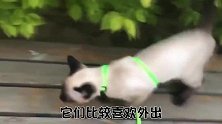 网友：养一只习性像狗狗一样的猫咪！是一种什么样的体验？