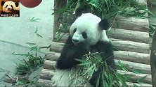 熊猫思嘉悠闲吃着竹子，萌萌的吃相依旧，大圆脸还是那么美