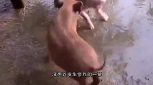 主人把家猪和野猪一起养，没想到发生惨烈一幕，镜头拍下全过程