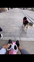 养狗千日，用狗一时。万人空巷抢格力  东北格力电器哈哥猫妹