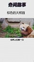 棕色的大熊猫。