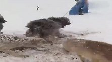 来自美国的藏獒大战群狼，让新狼王顺利产仔
