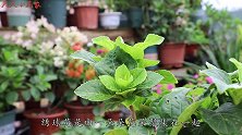 养绣球花，做到1个不要、2个必须，开花一簇一簇成花海