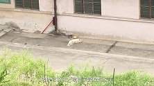 楼下狗子惨叫了一个上午，去看看它什么情况