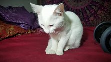 好美丽的猫咪啊，看这坐着的小样子，真是太可爱了吧！