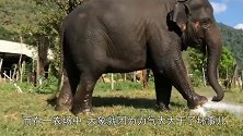 大象不小心踩坏洒水器，手忙脚乱的想将其堵上，忍住不要笑