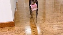 女主人拿十元钱雇小鹿犬做游戏，结果被小鹿犬二百元反杀