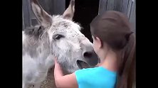 驴子和女孩从小一起长大，好久没见，再见面各种撒娇，激动的直叫