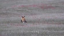 国外小哥不信邪，设陷阱“徒手”抓老鹰！，身手让人拍手叫好！