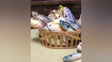 小猫咪置身一筐鱼中，幸福来的太突然，小猫不知所措
