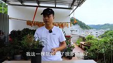 兰花最好的“伴侣”，这种杂草不能除，好处太多了