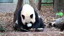 熊猫：苹果配窝头，胖娃儿吃地津津有味