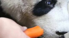 熊猫：拿根红萝卜忽悠我是吧，我不吃我要盆盆奶要笋笋！