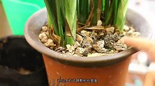 园艺师教你兰花怎么养，这可能是关于兰花，最全面的教程（下集）