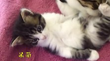 看着懵懵懂懂的小猫咪，猫妈妈表示：这群傻子不是我孩子！