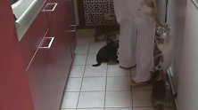 养14只狸花猫，每次给它们开饭，主人腿上都挂满了猫！