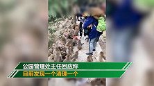 主播拿验孕棒测猴子 黔灵山公园：主播都“打游击”劝走了又来