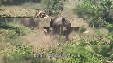 勇敢的狮子猎杀野牛过程，实力不容小觑，镜头记录全程