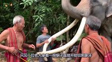 村民割下大象的牙齿，看起来很残忍，实则是为了保护它们