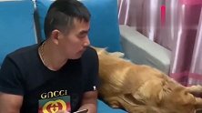 金毛正在呼呼大睡，男主人故意吵醒它，结果金毛气得上来就打！