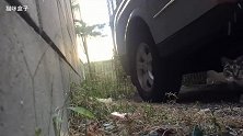 流浪猫兄弟 看着可怜巴巴的样子一定是饿坏了