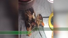 万元一只柯尔鸭丢失贴“寻鸭启事” 失主：不纯的把纯种的带跑了