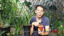 兰花的老芦头长芽难？其实只用选对一种料，多做一动作