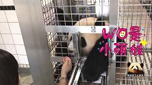 熊猫宝宝搞不明白，为什么奶妈不能一次性把好吃的喂给自己？