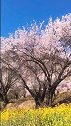 桃花树下，三生石旁，你可还记得，许下的十里红妆。