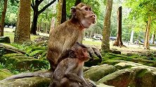 真是无语，小猴全程看着自私的猴妈吃，心疼小猴！