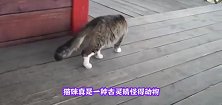 小猫爬高墙悬在半空没力气，千钧一发之际，大猫会伸援助之手吗