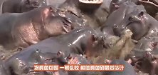一只河马拉肚子，场面失去控制，两父子倒了八辈子霉