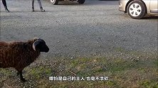 公羊被主人强行剪毛后，彻底怒了，下一秒你憋住别笑