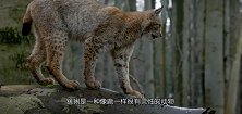 猞猁撞上猎人枪口，站在原地懵了，最终猞猁：对不起，打扰了