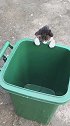 猫：这老鼠真大，晚饭有着落了！