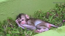 这只可怜的孤儿小猴子正要接受自生自灭的命运，好人出现了！