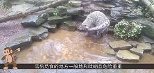 一只雪豹行走在一座悬崖峭壁，一脚踩空落崖，镜头记录全过程