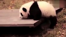 超可爱熊猫宝宝调皮捣蛋,直到奶妈来了,团子奶妈我很乖巧的咧