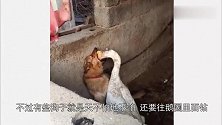 大黄狗误入鹅圈被围殴，竟然毫无还手之力，痛到不忍直视！