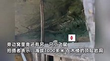 武当山千米峭壁上偶遇灵兽飞鼠，1家3口萌态可掬：它的屎可做中药五灵脂