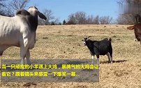小羊跟一只大鸡杠上了，谁也不服谁，真是一对小冤家！