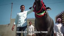 印度神牛身价高达2254万，配一次种5万，每天都要喝威士忌