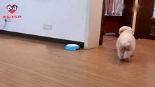 主人让狗狗自己进屋睡觉，狗狗轻车熟路一顿操作，这狗成精了