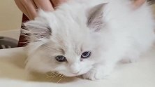 顽皮布偶小奶猫，打疫苗怂成“狗”，网友：窝里横！