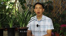 秋季给兰花换盆，谨记3个雷区，避开了越养越旺，碰到后期难养护